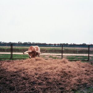 Disposable Camera Development & Scanning