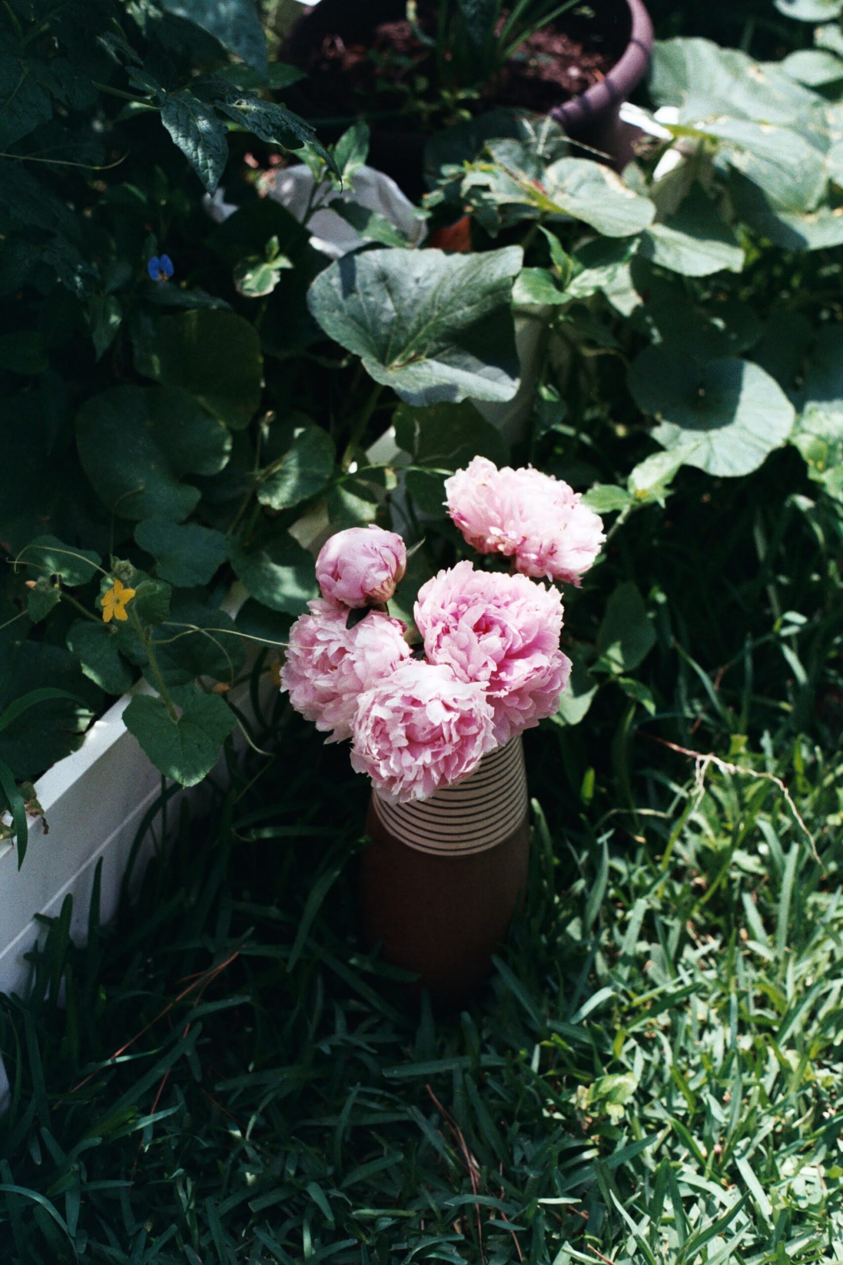 35mm Color Film Dev & Scan (C-41) - Image 4