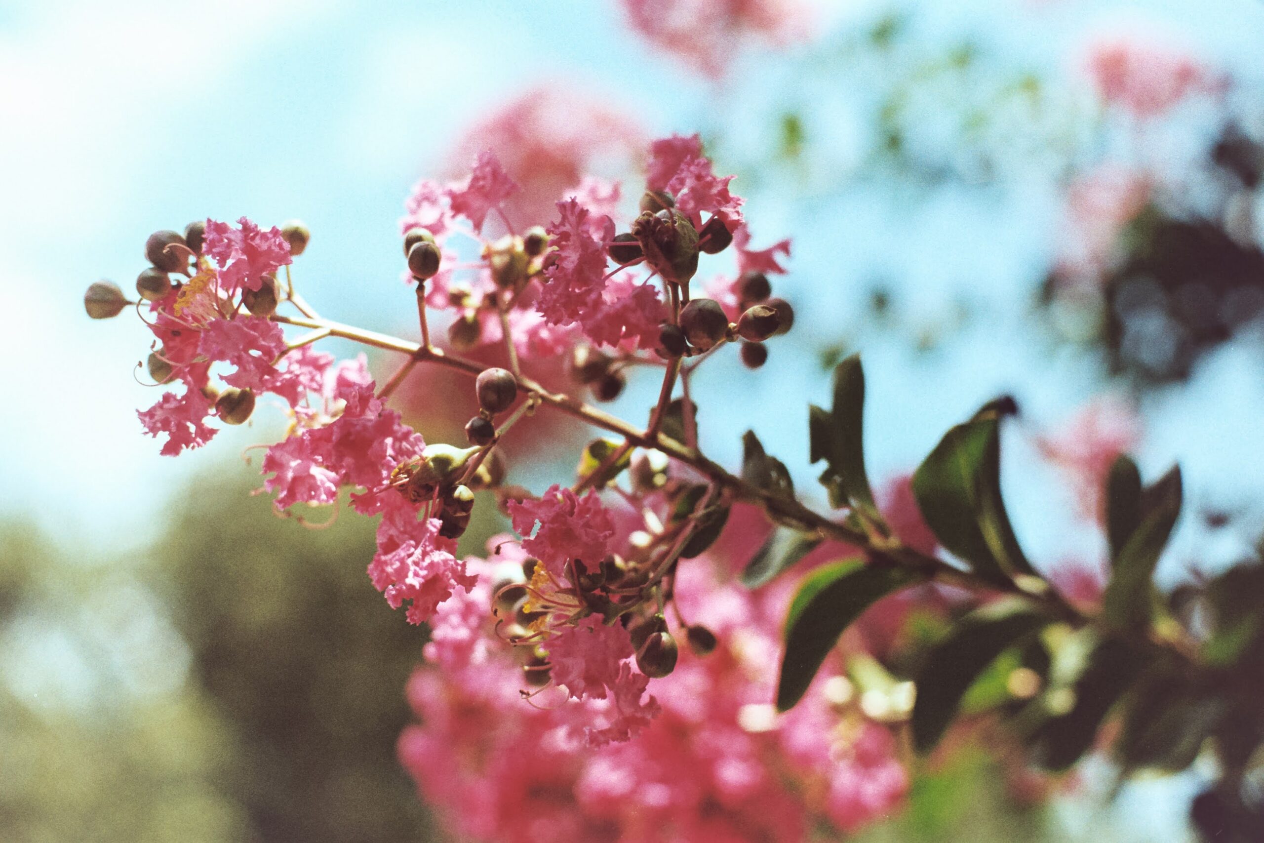 35mm Color Film Dev & Scan (C-41) (16-bit TIFF Format) - Image 5