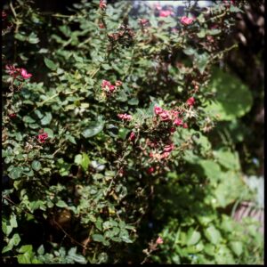 120 (Medium format) Film Development & Scanning (C-41)