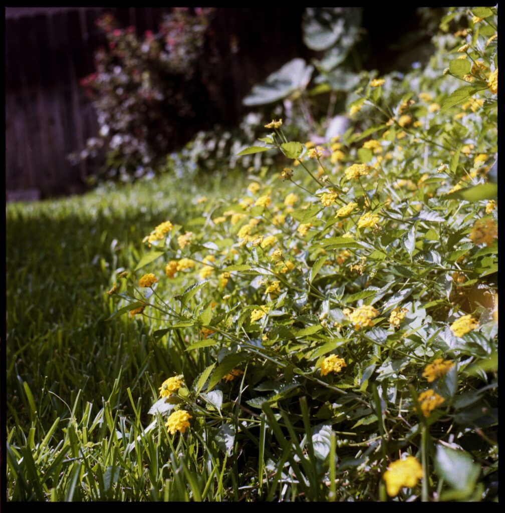 Color film Develop Only (120)