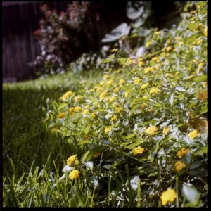 Color film Develop Only (120)