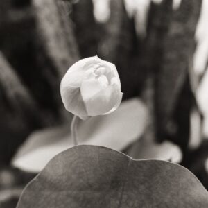 35mm Black and white Film Dev & Scan