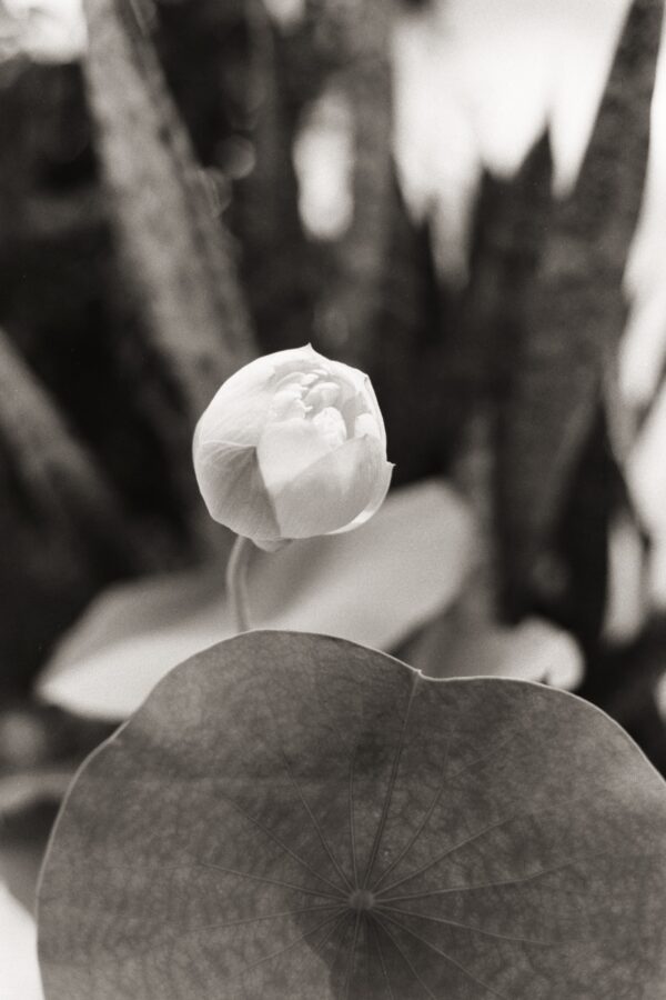 35mm Black and white Film Dev & Scan